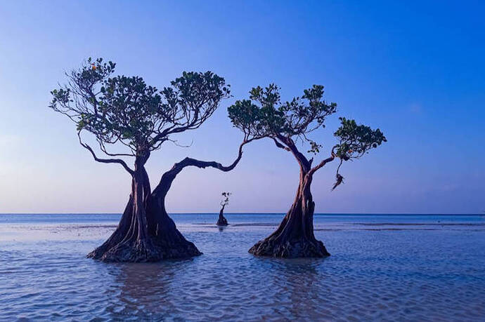 large-pantai-walakiri-menyaksikan-keajaiban-senja-bak-negeri-dongeng-di-sudut-sumba-timur-blc067AZuD