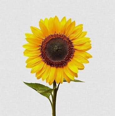 Sonnenblume Poster von OraraStudio