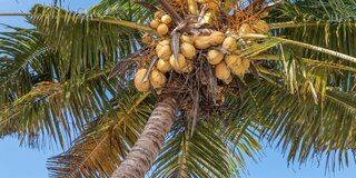 resources_news_2021_03_31_38976_664xauto-7-manfaat-pohon-kelapa-bagi-manusia-mulai-dari-akar-hingga-buahnya-2103315